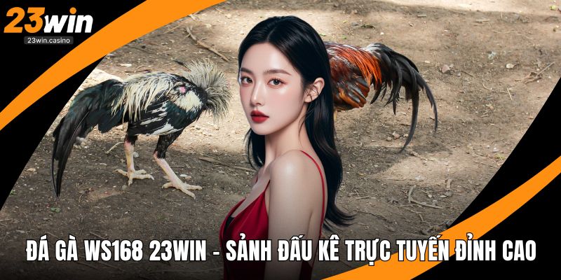 Đá Gà WS168 23win - Sảnh Đấu Kê Trực Tuyến Đỉnh Cao