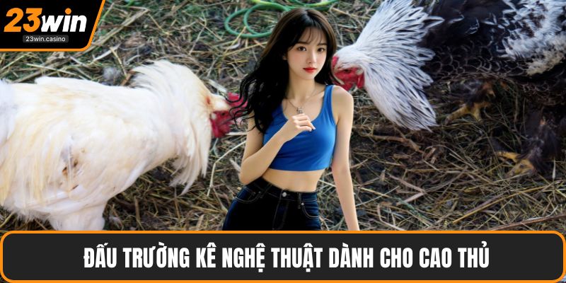 Đấu trường kê nghệ thuật dành cho cao thủ